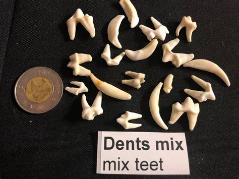 20 mixed teeth small carnivores and herbivores | Etsy