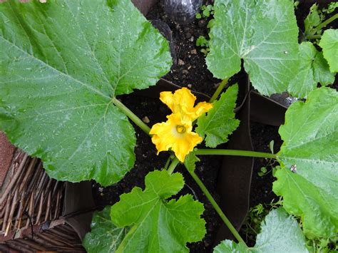 Raising Veg: Courgette flowers