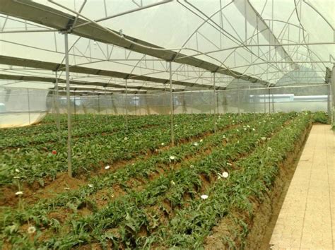 New Polyhouse Technology to Help Cultivate Off-Season Crops - Delhi Post