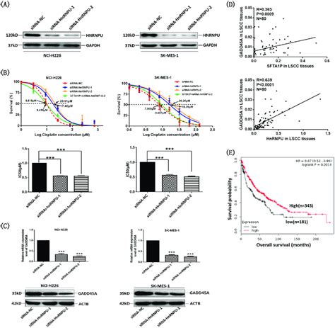 Lncrna Sfta P And Hnrnp U Expression Were Correlated With Gadd A