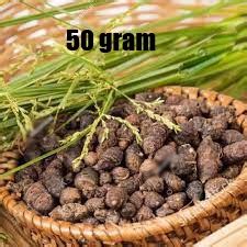 Jual Umbi Suket Teki Segar Gram Cyperus Rotundus Rimpang Rumput