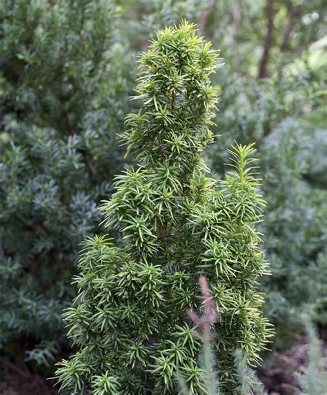 Taxus Baccata Standishii Gelbe S Uleneibe Standishii Geschickt