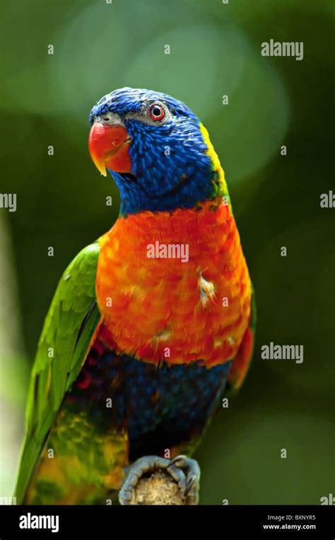 Rainbow Lorikeet Hi Res Stock Photography And Images Alamy