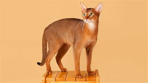 Abyssinian Сat Breed Information Photo Care History Fello pet