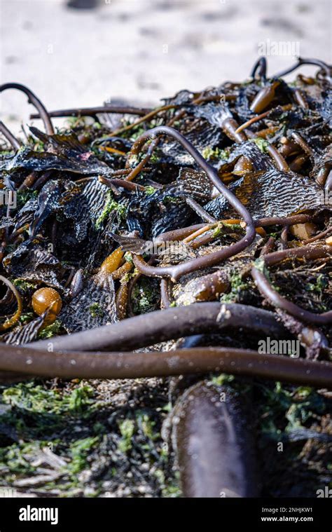 Bull Kelp Washed Up On The Beach In Monterey CA Stock Photo Alamy