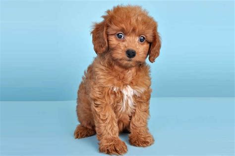 Dachshund And Poodle Mix Breed | 1001doggy.com