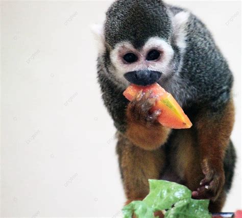 Monkey Eating Monkey Baby Photo Background And Picture For Free ...