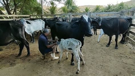 Pipoca Tirando Leite das Vacas Manualmente no Curral de Manhã Bezerros