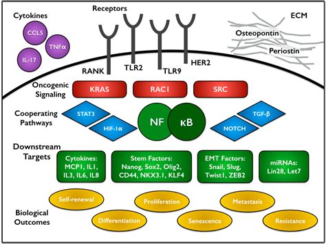 Cells Free Full Text The Nf κb Pathway And Cancer Stem Cells