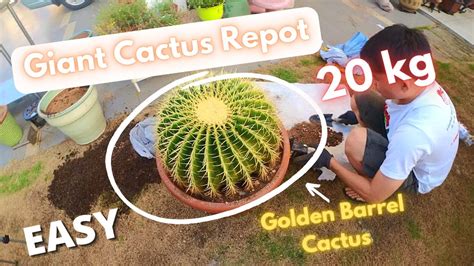 How To Repot Giant Cactus Golden Barrel Cactus Beginner Easy