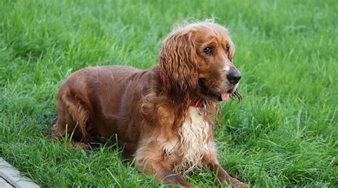 Golden Retriever Cocker Spaniel Mix: Golden Cocker Retriever 101