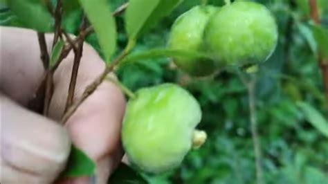 Frut Fera Produzindo Em Vaso Amora Paquistaneja Caqui P Ssego Ma