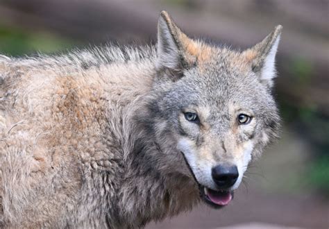 Reintroduction of Wolves to Isle Royale Shows Fleeting Impact on ...