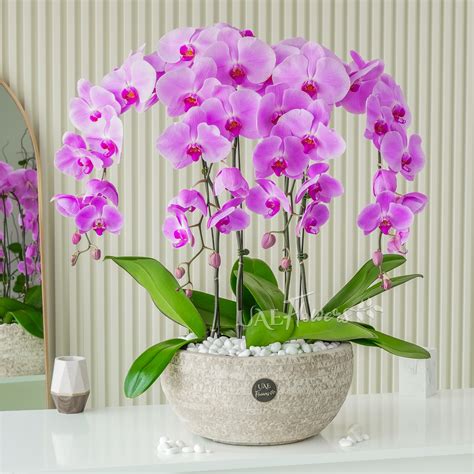 4 stems of Pink Phalaenopsis orchid plant in a nice pot. By Arabian Flora