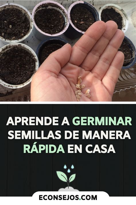 Aprende A Germinar Semillas De Manera R Pida En Casa Artofit