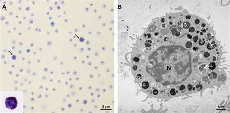 Bone Marrow Derived Mast Cells After 21 Days In Vitro Mouse Bone