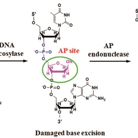 Mechanism Of Dna Glycosylase Catalyzed Damaged Base Excision Repair