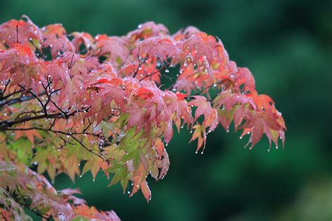 Rain Maple Map Mrhayata Flickr