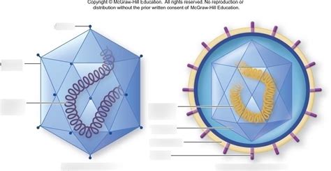 Virus Diagram Capsid