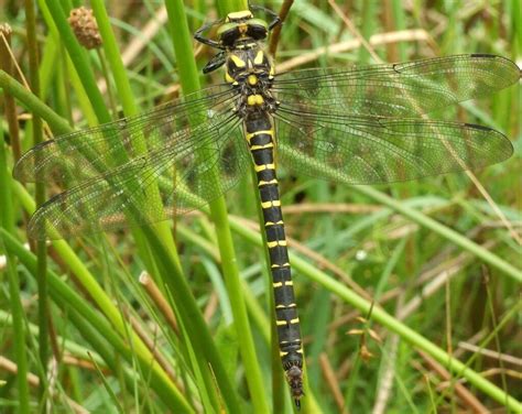 Golden-ringed Dragonfly - British Dragonfly Society