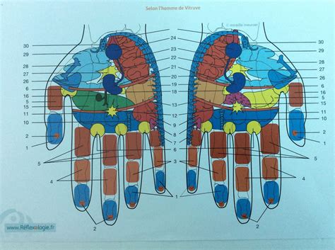 Réflexologie Palmaire Reflexologie Plantaire De Confort Sf