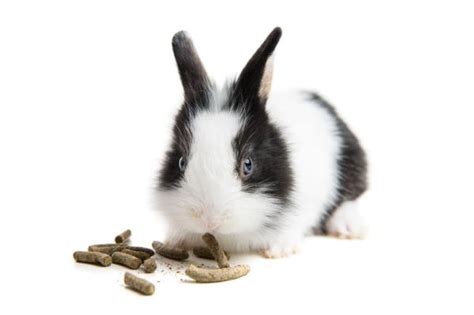 Recommended Fruits And Vegetables For Rabbits