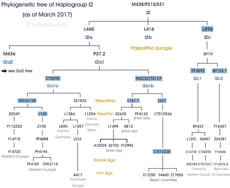 Phylogenetic Trees Of Y Chromosomal Haplogroups Eupedia