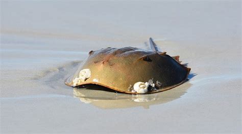 Horseshoe Crab Hatching