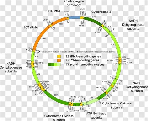 Human Genome Project Mitochondrial DNA Genetics - Primer - Dna ...