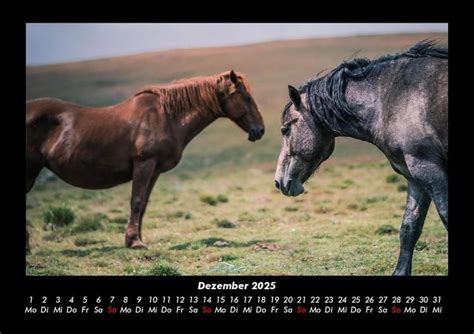 Pferde Kalender Fotokalender Din A Pferde Thalia