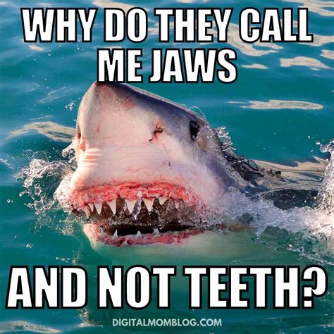 The Best Shark Week Memes