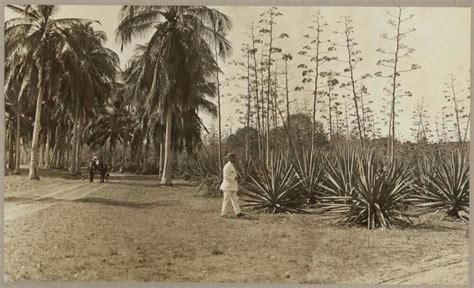 Coconut Palm Grove Botanic Gardens Darwin Botanical Gardens