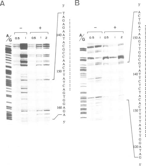 Dnase I Protection Analysis Using Cell Nuclear Extracts The Myc H P