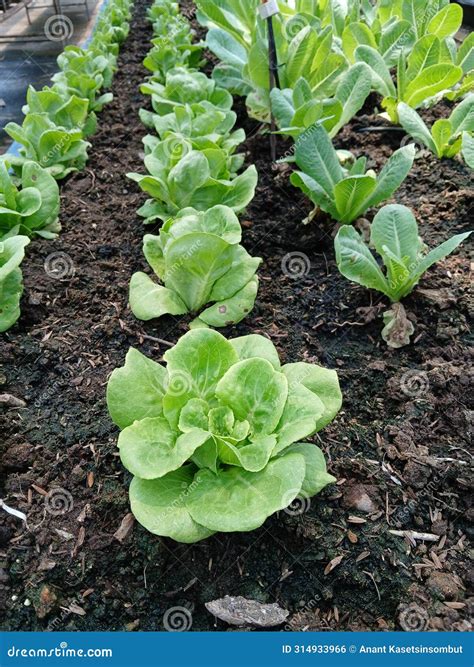 Butterhead Lettuce on Dirt in the Vegetable Garden Plot Stock Photo