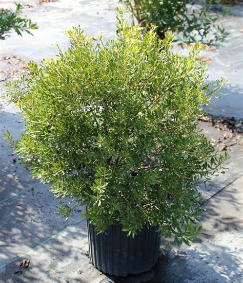 Myrica Dons Dwarf Southern Wax Myrtle Johnson Nursery Corporation