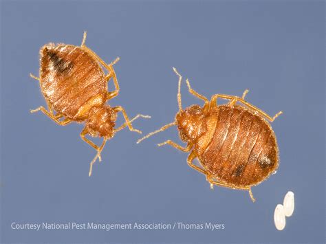 Where Do Bed Bugs Come From Learn Tips For Identifying Bed Bugs