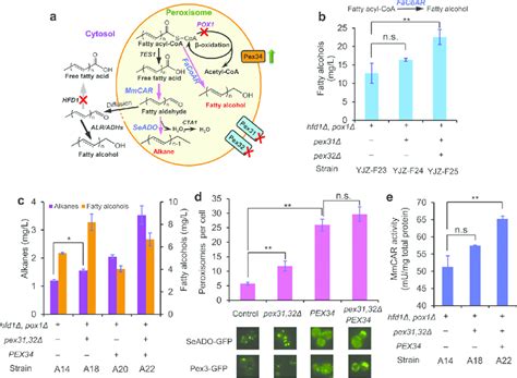 Engineering Peroxisome Population For Improving Biosynthesis A