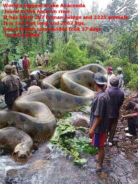 Amazon River Anaconda Facts