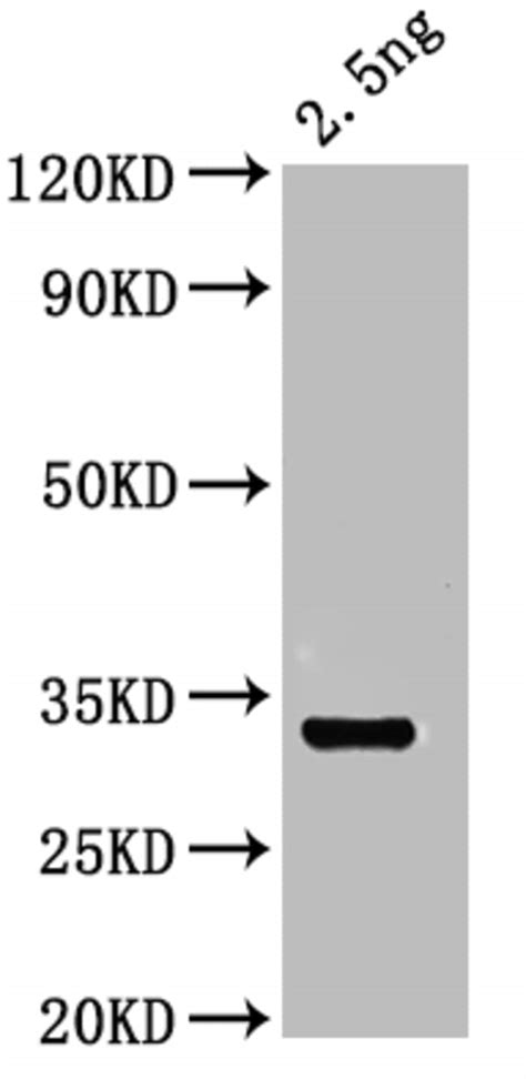 OTOP1 Polyclonal Antibody, Invitrogen 100 μL, Unconjugated:Antibodies ...