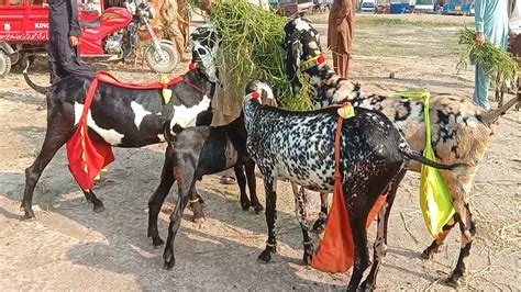 Bakra Mandi Luddan Update Bakra Mandi Update Bakra Mandi 2024 Baccho