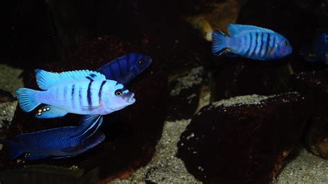 Cynotilapia Afra Hara Gallireya Reef Popa Mircea Flickr