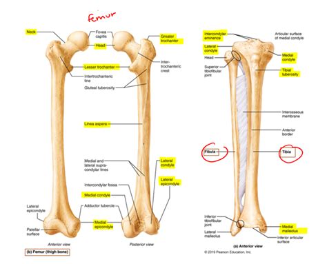 femur, fibula, tibia Diagram | Quizlet