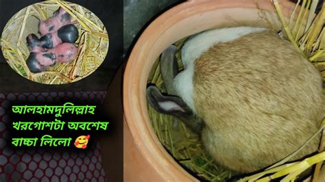 অবশেষে খরগোশটা বাচ্চা দিলো 🥰 খরগোশ বাচ্চা দেওয়ার লক্ষণ কি কি