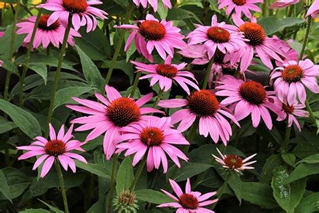 40 Coneflower Varieties for a Wildly Colorful Garden - Worst Room