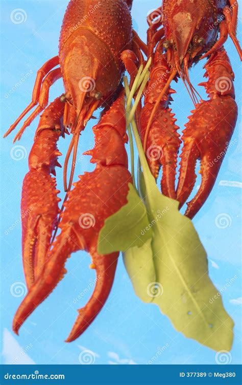 Craw-fish stock image. Image of plant, ocean, crawdad, crack - 377389