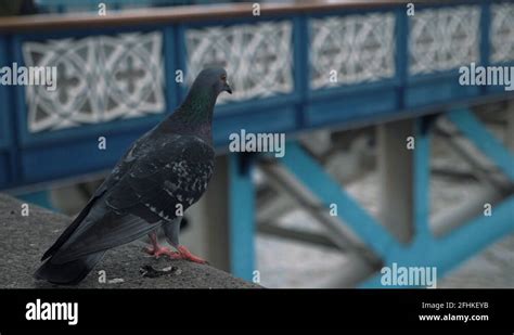 Feathered Feet Pigeon Stock Videos And Footage Hd And 4k Video Clips