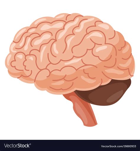 Brain Royalty Free Vector Image Vectorstock