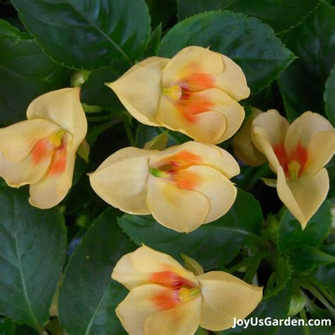 Impatiens Plants A Care Planting Guide