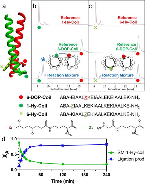 Coiled-coil ligation a Schematic representation of the coiled-coil ...