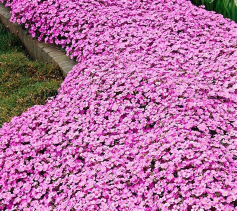 Plante Couvre Sol Un Tableau De Couleurs Naturelles Dans Votre Jardin